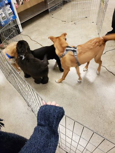 Pet Supply Store «Petco Animal Supplies», reviews and photos, 664 New Loudon Rd #240, Latham, NY 12110, USA