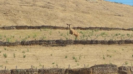 Memorial Park «Forest Lawn - Hollywood Hills», reviews and photos, 6300 Forest Lawn Dr, Los Angeles, CA 90068, USA