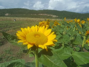 Finca Girasoles - photo 53