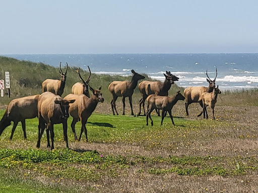 Golf Club «Gearhart Golf Links», reviews and photos, 1157 N Marion Ave, Gearhart, OR 97138, USA