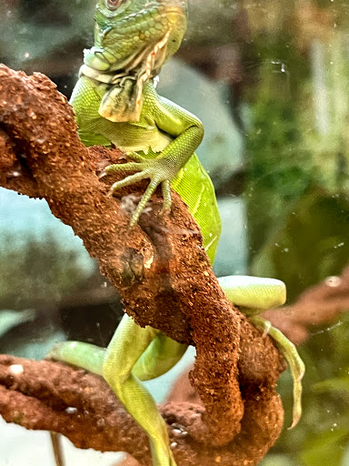 Pet Supply Store «Petco Animal Supplies», reviews and photos, 1945 W Palmetto St #250, Florence, SC 29501, USA