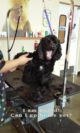 Pet Supply Store «Pet Supplies Plus», reviews and photos, 1155 Washington Pike, Bridgeville, PA 15017, USA