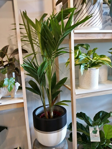 Green Room Decor - Indoor Plants
