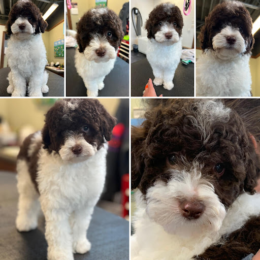 Pet Groomer «Doggie Doos By Amy Lou», reviews and photos, 132 2nd St NE, New Philadelphia, OH 44663, USA