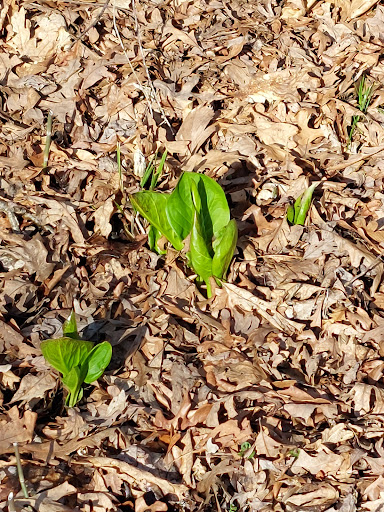 Nature Preserve «Jackson Bog State Nature Preserve», reviews and photos, 7984 Fulton Dr NW, Massillon, OH 44646, USA