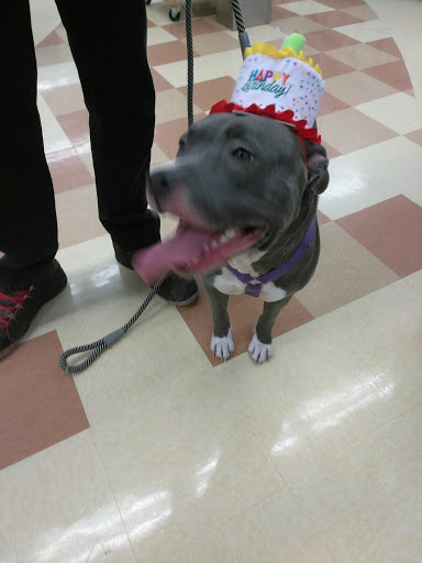 Pet Supply Store «Petco Animal Supplies», reviews and photos, 13 Welles St, Glastonbury, CT 06033, USA