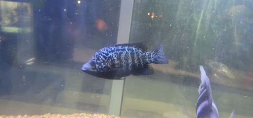 Pet Store «Coral Reef Pet Center», reviews and photos, 7723 W Lawrence Ave, Norridge, IL 60706, USA