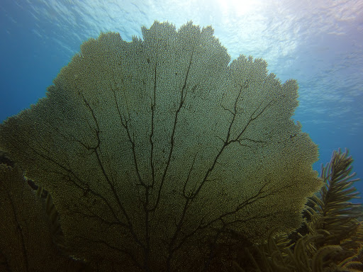 Swimming School «Adventure Sports Unlimited», reviews and photos, 303 Potrero St #15, Santa Cruz, CA 95060, USA