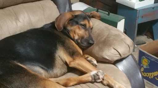 Pet Supply Store «Petco Animal Supplies», reviews and photos, 12444 NW 10th St #301, Yukon, OK 73099, USA