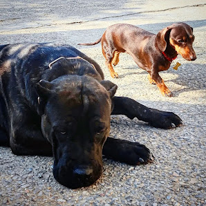 Simply Dog - Dog Sitter, Addestratore e Asilo Diurno per Cani a Como e Varese 