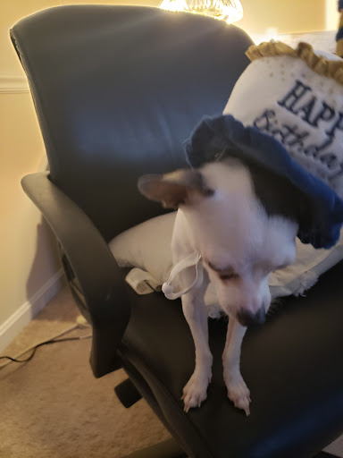 Pet Supply Store «Petco Animal Supplies», reviews and photos, 8909 Branch Ave d, Clinton, MD 20735, USA