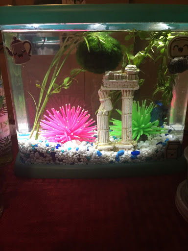 Pet Supply Store «Petco Animal Supplies», reviews and photos, 790 Waverly Rd, North Andover, MA 01845, USA