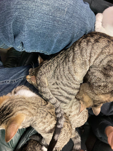 Pet Supply Store «Animal House Pet Supplies», reviews and photos, 733 Phillips Blvd, Sauk City, WI 53583, USA