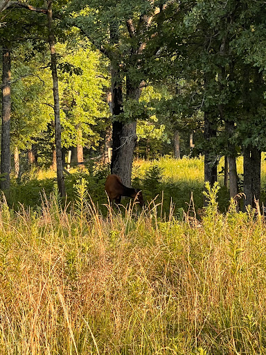 Nature Preserve «Elk and Bison Prairie», reviews and photos, Elk & Bison Prairie Rd, Golden Pond, KY 42211, USA