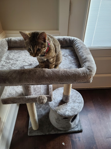 Pet Supply Store «Pet Supermarket», reviews and photos, 3821 S Cobb Dr, Smyrna, GA 30080, USA