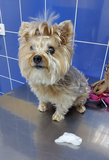 Clínica Veterinaria Icod en Icod de los Vinos