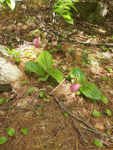 State Park «Wilson Mountain Reservation», reviews and photos, 384 Common St, Dedham, MA 02026, USA