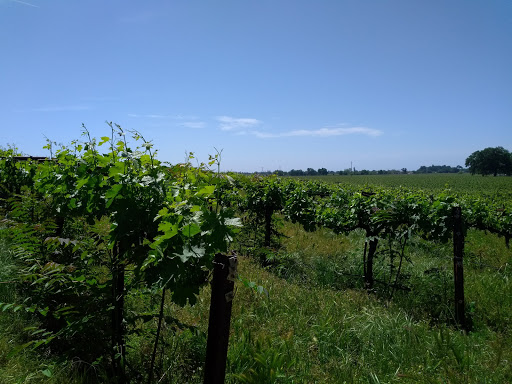 Produce Market «Clements Ridge Produce», reviews and photos, 23225 CA-88, Clements, CA 95227, USA