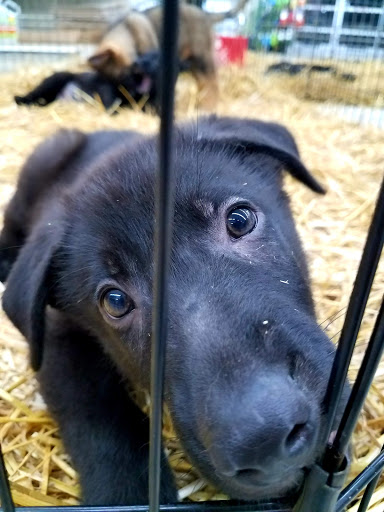 Pet Store «Teske Pet & Garden», reviews and photos, 2423 16th St, Moline, IL 61265, USA