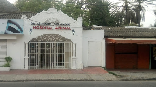 Alfonso Velandia Médico Veterinario