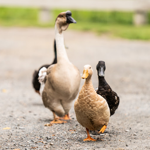 Park «Endicott Park (Town of Danvers)», reviews and photos, 57 Forest St, Danvers, MA 01923, USA