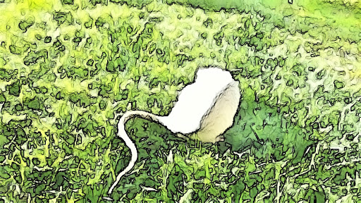 Pet Supply Store «Pet Club Elk Grove», reviews and photos, 8515 Bond Rd, Elk Grove, CA 95624, USA