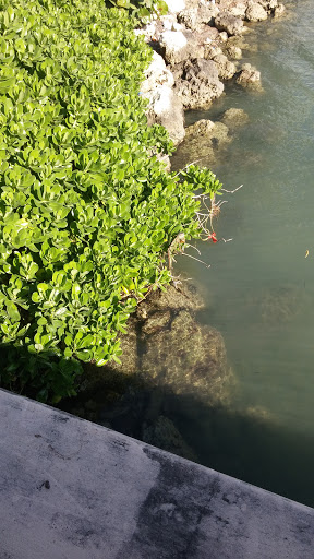 Park «Brickell Key Park», reviews and photos, Brickell Key Dr, Miami, FL 33131, USA