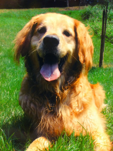 Pet Boarding Service «About Pets Center», reviews and photos, 1604 Conehurst Blvd, Salem, VA 24153, USA