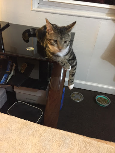 Pet Supply Store «PetSmart», reviews and photos, 4200 Derry St, Harrisburg, PA 17111, USA