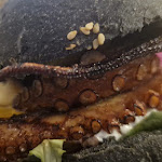 Photo n°2 de l'avis de Alessandra.e fait le 07/04/2024 à 14:23 sur le  I Portici à Reggio Calabria