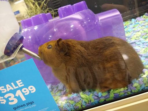 Pet Supply Store «PetSmart», reviews and photos, 9970 Sowder Village Square, Manassas, VA 20109, USA