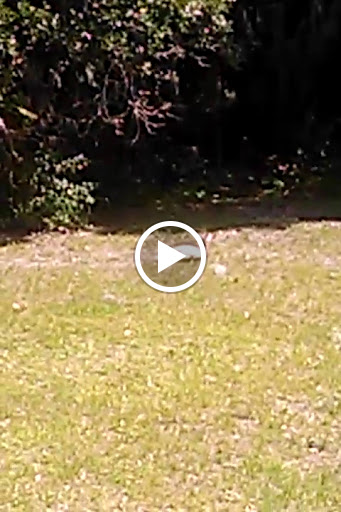 Golf Course «Buffalo Creek Golf Course», reviews and photos, 8100 69th St E, Palmetto, FL 34221, USA