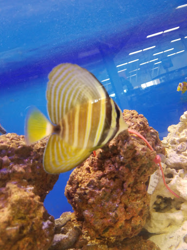 Pet Supply Store «Petco Animal Supplies», reviews and photos, 92 Cluff Crossing Rd, Salem, NH 03079, USA