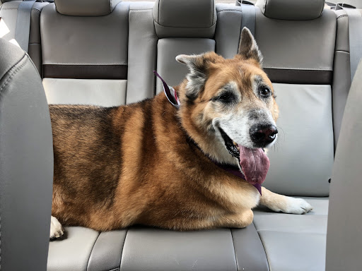 Pet Groomer «Dirty Dog Depot», reviews and photos, 2627 SC-160, Fort Mill, SC 29708, USA