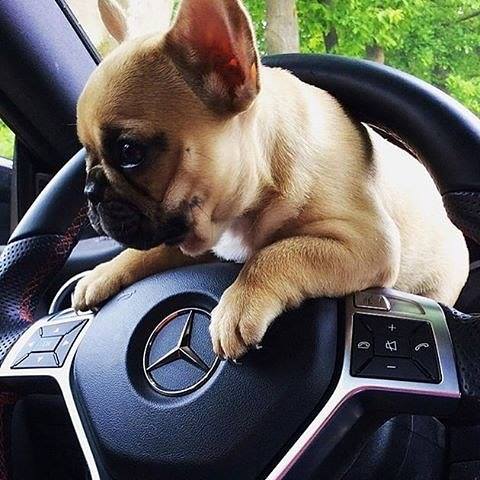 Used Car Dealer «Texas Cars Direct», reviews and photos, 2718 Forest Ln, Dallas, TX 75234, USA