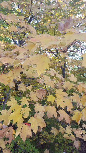 Park «Seton Falls Park», reviews and photos, E 233rd St, Bronx, NY 10466, USA