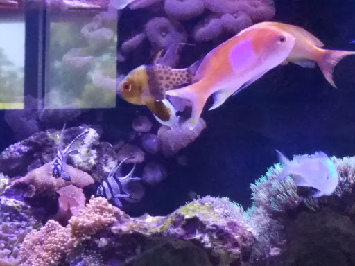 Pet Store «Tanks A Lot Aquariums», reviews and photos, 6680 Lantana Rd, Lake Worth, FL 33467, USA