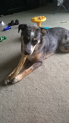 Pet Supply Store «Natural Pet Center», reviews and photos, 3037 13th Ave S, Fargo, ND 58103, USA