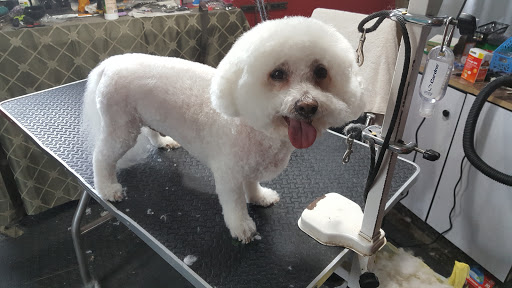 Pet Groomer «Precious Paws Pet Grooming», reviews and photos, 1807 Franklin St, Michigan City, IN 46360, USA