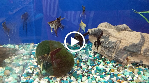 Pet Supply Store «PetSmart», reviews and photos, 21430 Wolf Rd, Mokena, IL 60448, USA