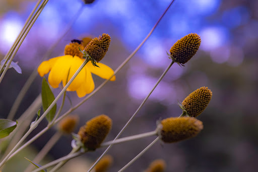 Garden «Conservatory Garden», reviews and photos, 402 5th Ave, New York, NY 10029, USA