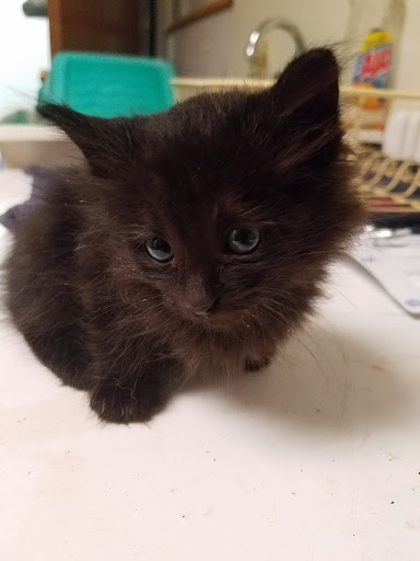 Thrift Store «West Plains Regional Animal Shelter», reviews and photos, 1438 State Rte BB, West Plains, MO 65775, USA