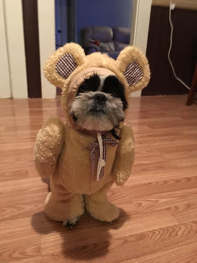 Pet Supply Store «Dawg City Inc.», reviews and photos, 38 Pearson St, Andover, MA 01810, USA