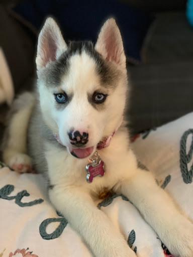 VCA ANIMAL HOSPITAL BY FOXON