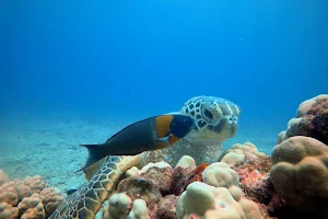 Hawaii Eco Divers image