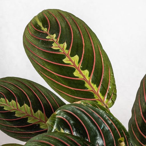 Florist «Pollen», reviews and photos, 2918 N Milwaukee Ave, Chicago, IL 60618, USA