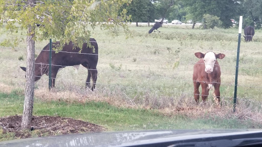 Chicken Restaurant «Chick-fil-A», reviews and photos, 11851 US-380, Cross Roads, TX 76227, USA
