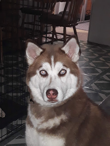 Pet Supply Store «Pet Supplies Plus», reviews and photos, 26230 Hoover Rd, Warren, MI 48089, USA