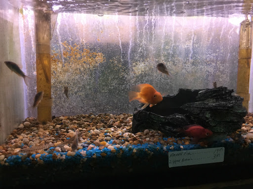 Pet Store «Island Pet Shop», reviews and photos, 55 Goodwin Dr # 102, Merritt Island, FL 32952, USA