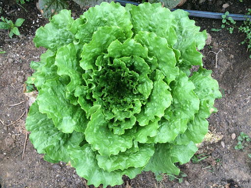 Produce Market «Highland Orchards Farm Market», reviews and photos, 1431 Foulk Rd, Wilmington, DE 19803, USA